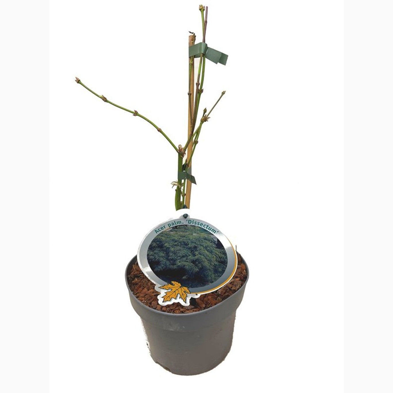 Japansk lönn – Acer pal. 'Dissectum' - C3 30-40 CM